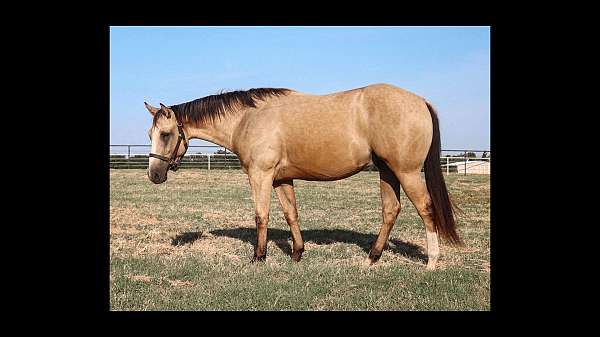 frosted-mane-tail-horse