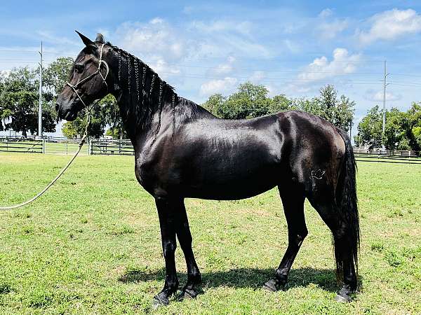 all-around-friesian-horse