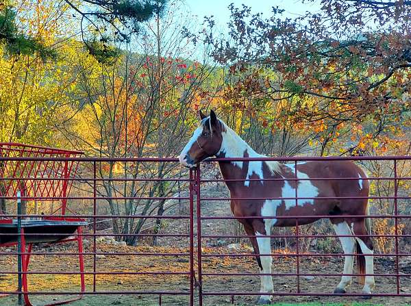 2-blues-bay-tobiano-horse