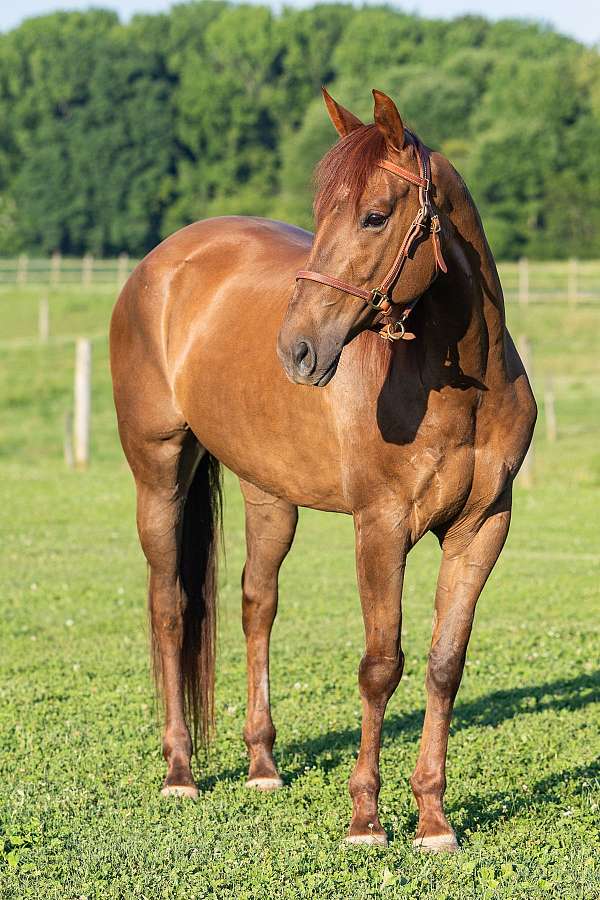 chestnut-none-horse