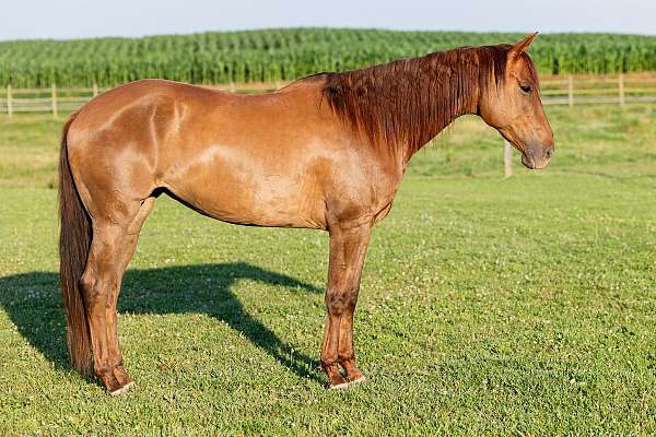 advanced-quarter-horse