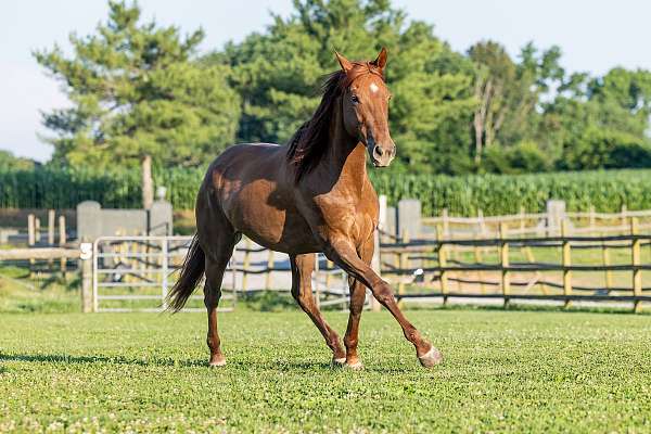 all-around-quarter-horse