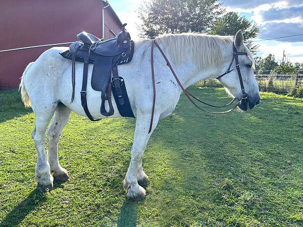 fleabitten-percheron-horse