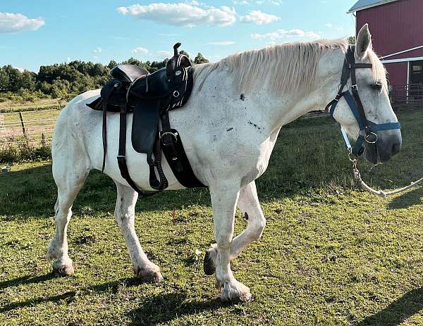 whitedraft-percheron-horse