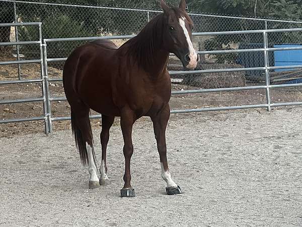 athletic-quarter-horse