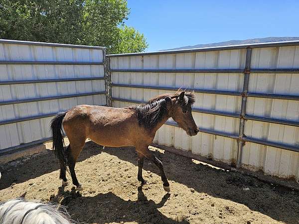 companion-miniature-horse