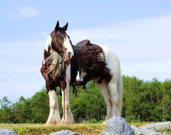 tobiano-see-pics-horse