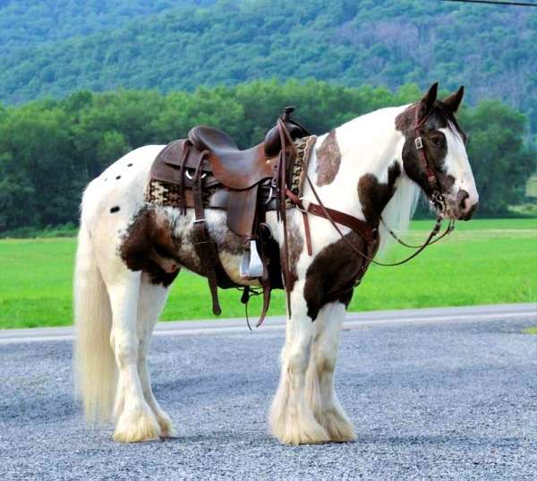 flashy-gypsy-vanner-horse