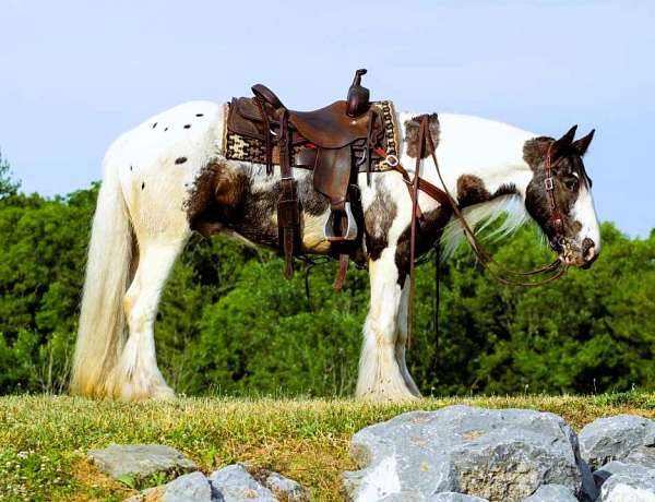 family-gypsy-vanner-horse