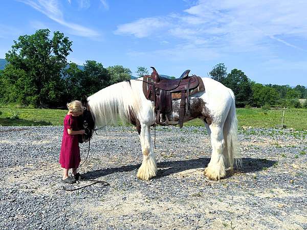 trail-gypsy-vanner-horse