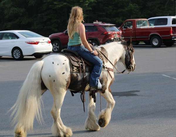 husband-safe-gypsy-vanner-horse