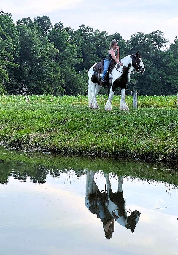 all-around-gypsy-vanner-horse