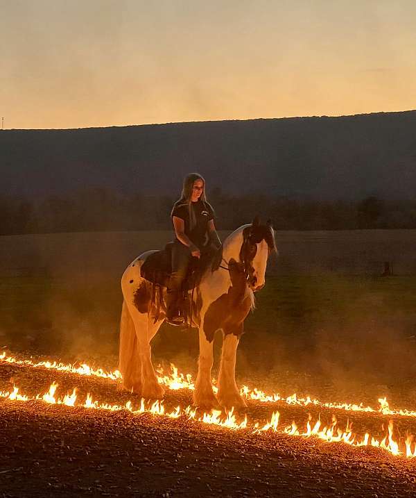 draft-gypsy-vanner-horse