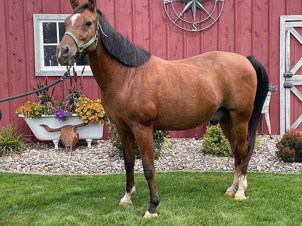 15-hand-quarter-horse-gelding