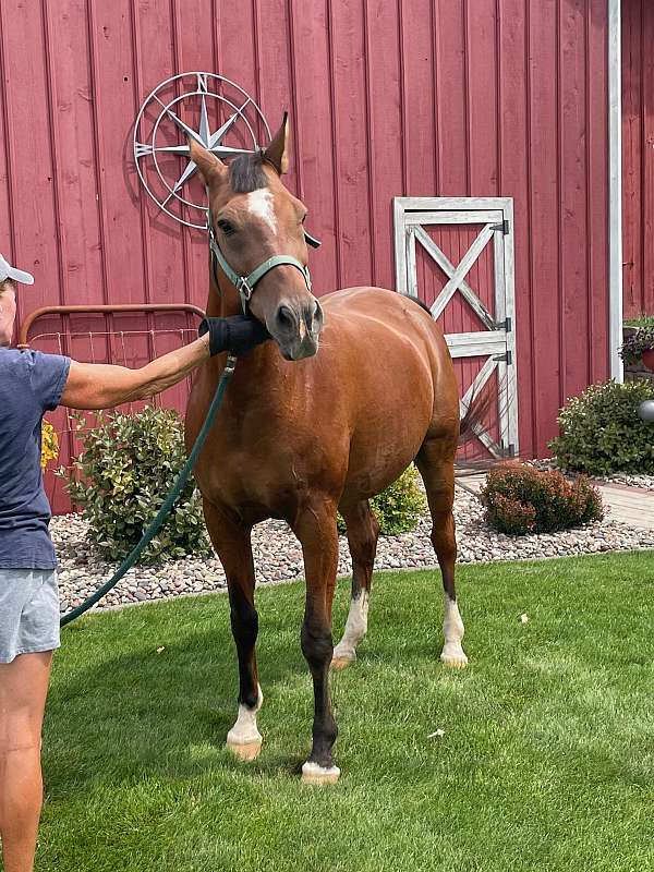 15-hand-gelding