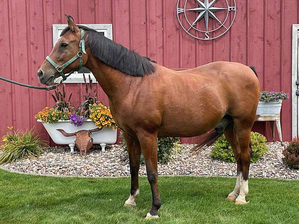 quarter-horse-gelding