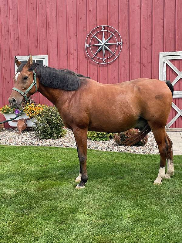 quarter-horse-for-sale