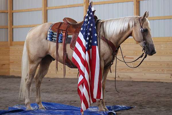 palomino-see-pics-horse