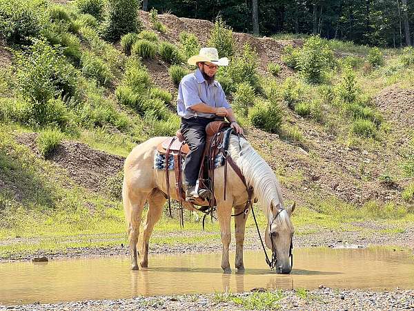 trail-quarter-horse