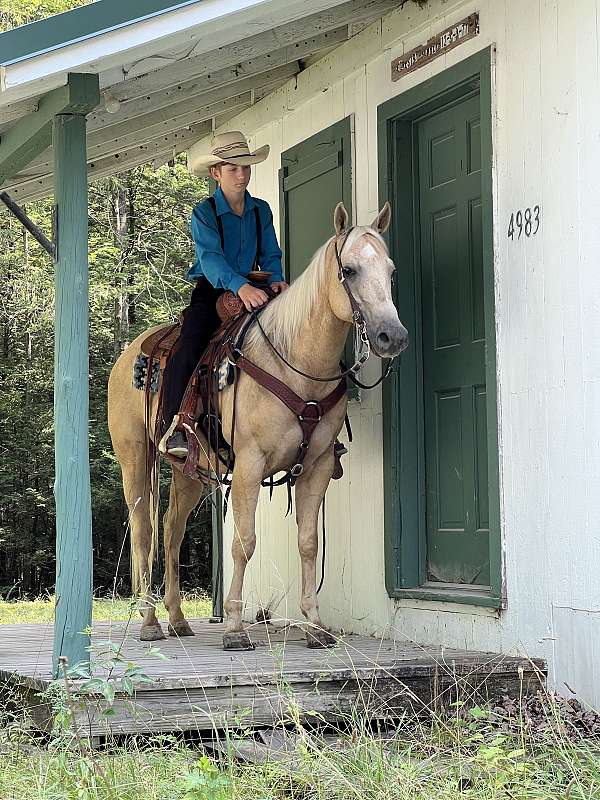 husband-safe-quarter-horse