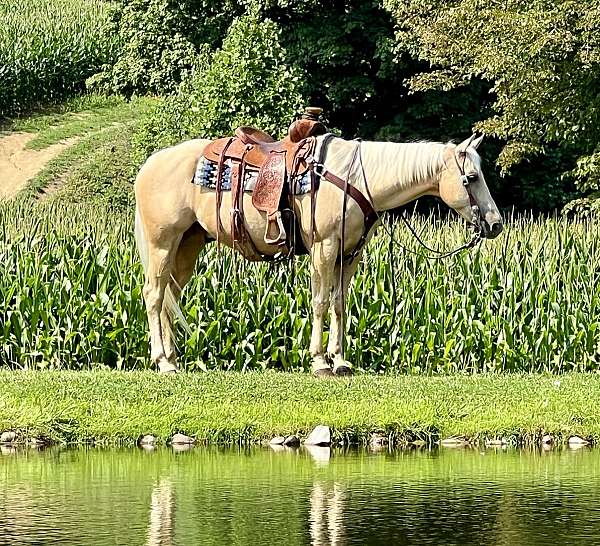 gentle-quarter-horse