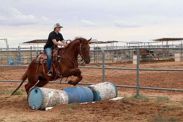 alert-mustang-horse