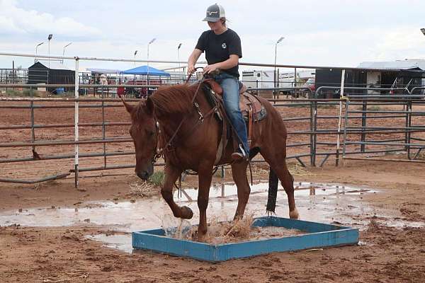 barrel-horses-mustang