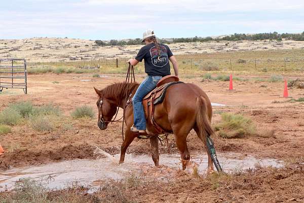 barrel-prospect-mustang-horse