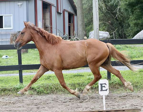 classes-mustang-horse