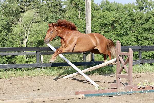 division-mustang-horse