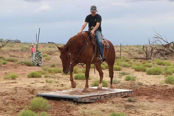 even-mustang-horse