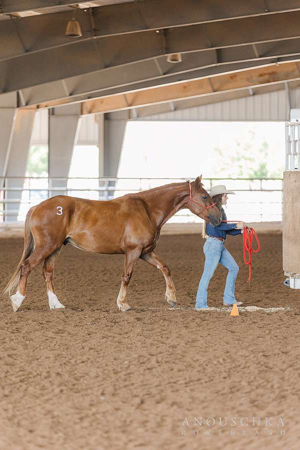 eventer-mustang-horse