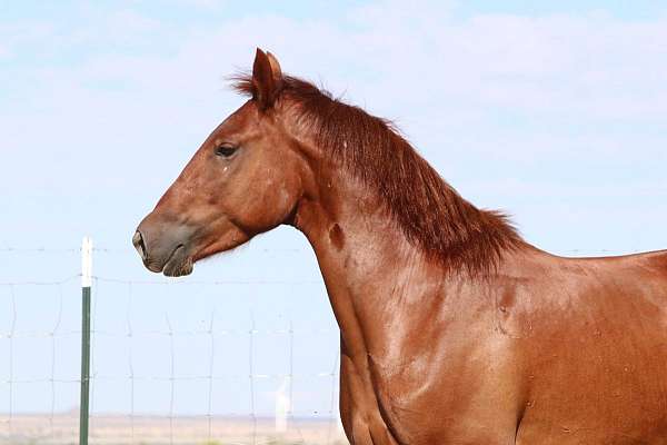 eventers-mustang-horse