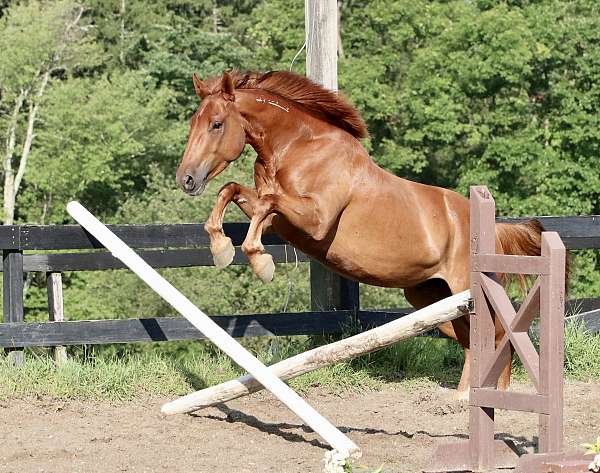 mustang-gelding