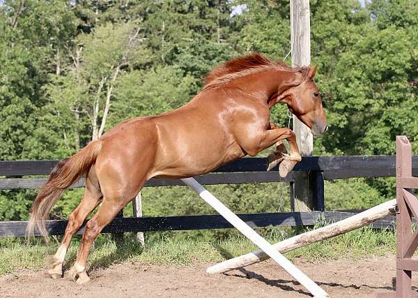 desert-mustang-horse