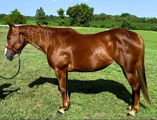 family-quarter-horse