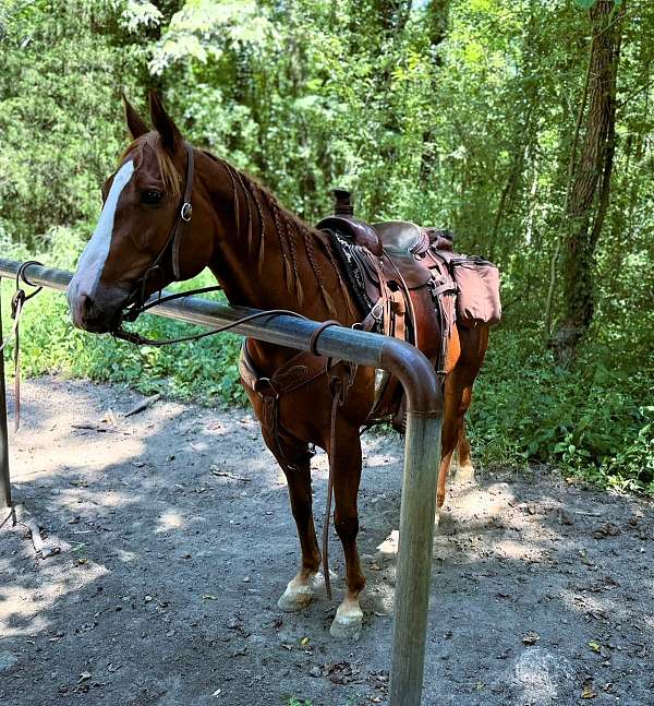 gentle-quarter-horse