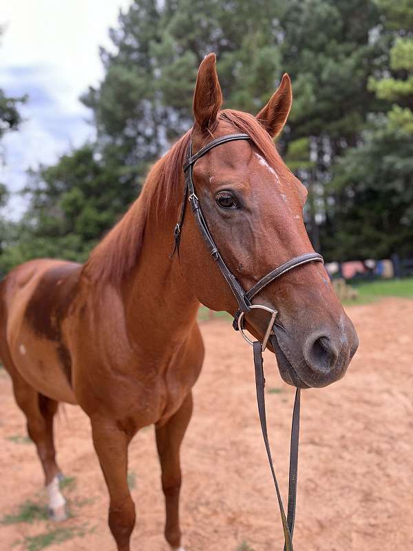 quarter-horse-gelding