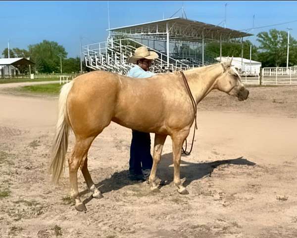 palomino-see-pics-horse