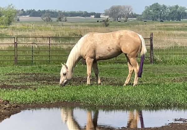 trail-quarter-horse