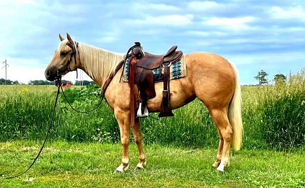 husband-safe-quarter-horse