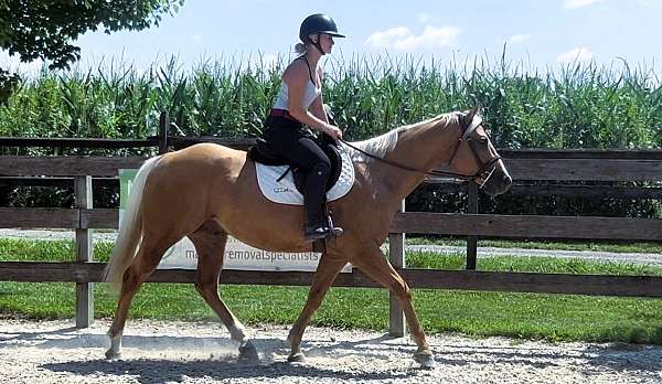 palomino-see-pics-horse