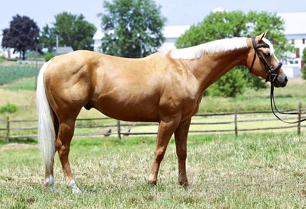 trail-quarter-horse