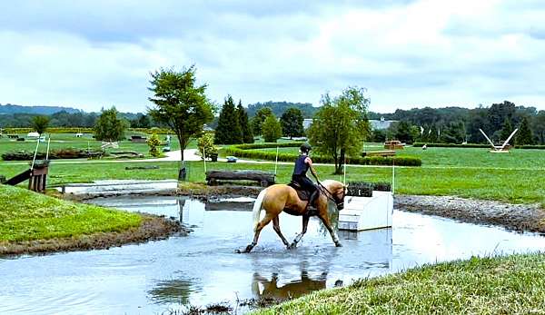 husband-safe-quarter-horse