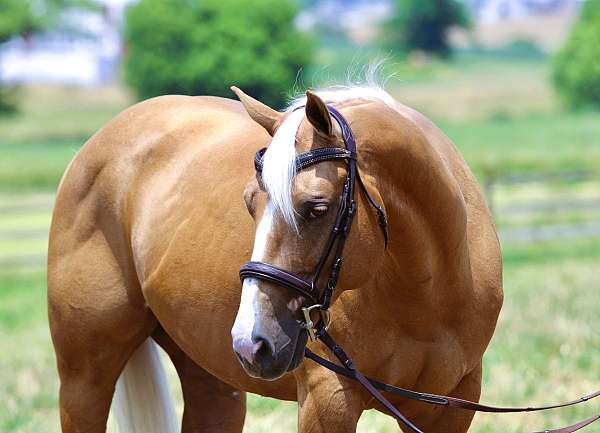 all-around-quarter-horse