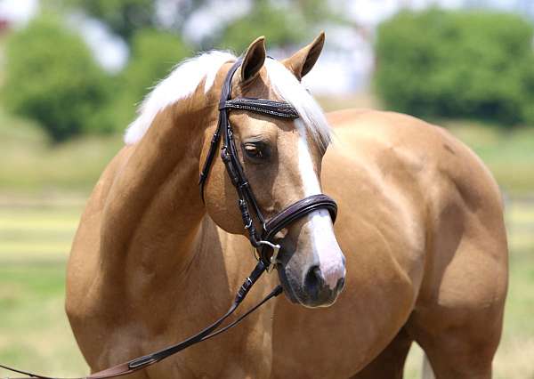 beginner-quarter-horse