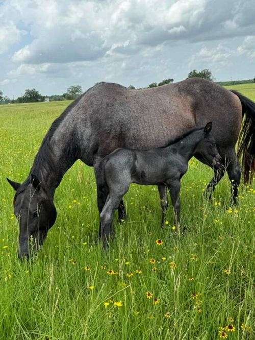 blueroanquarterhorse-quarter-horse