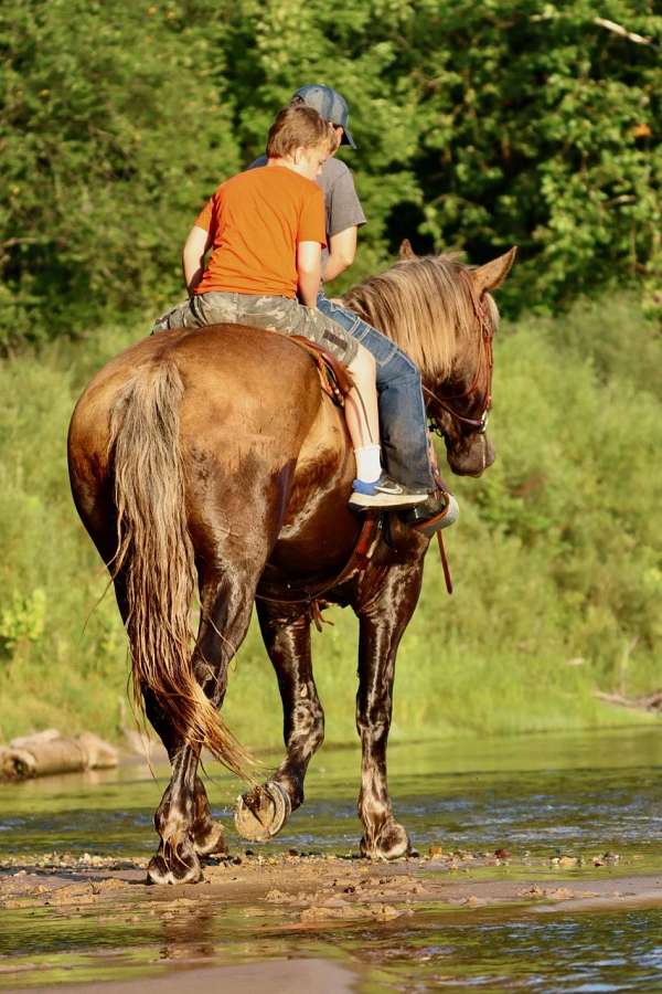 ponymanship-percheron-pony