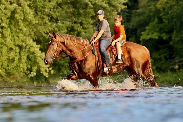 lesson-percheron-pony