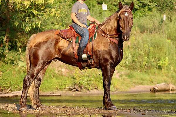 ranch-percheron-pony